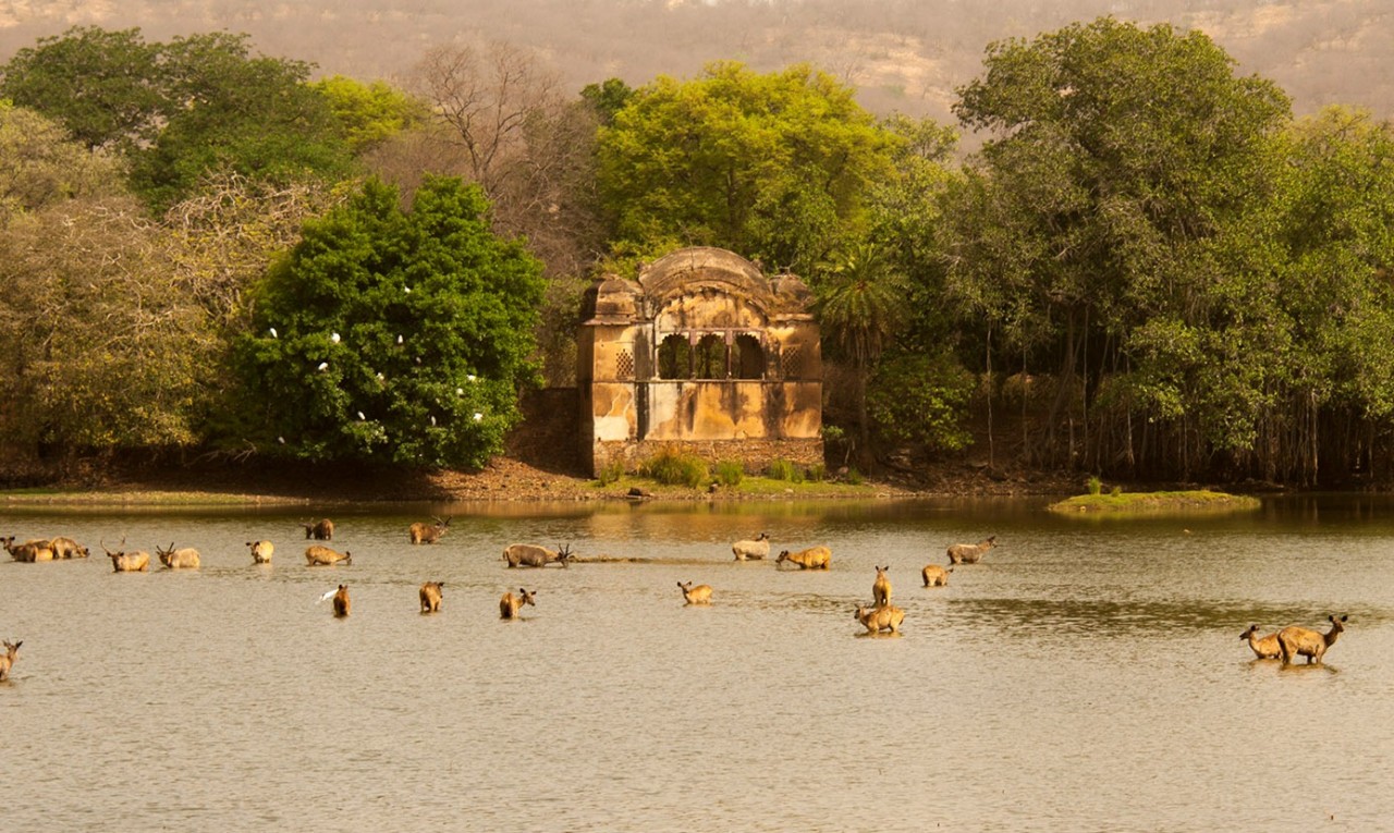 ranthambhore national park
