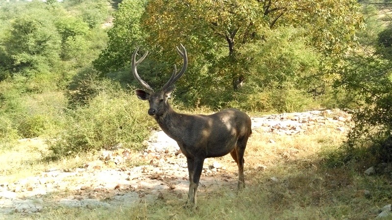 sambar deer Ranthambore
