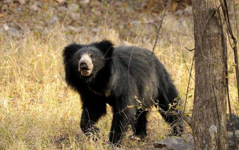 sloth bear