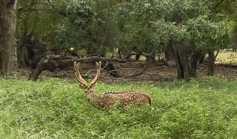 spotted deer