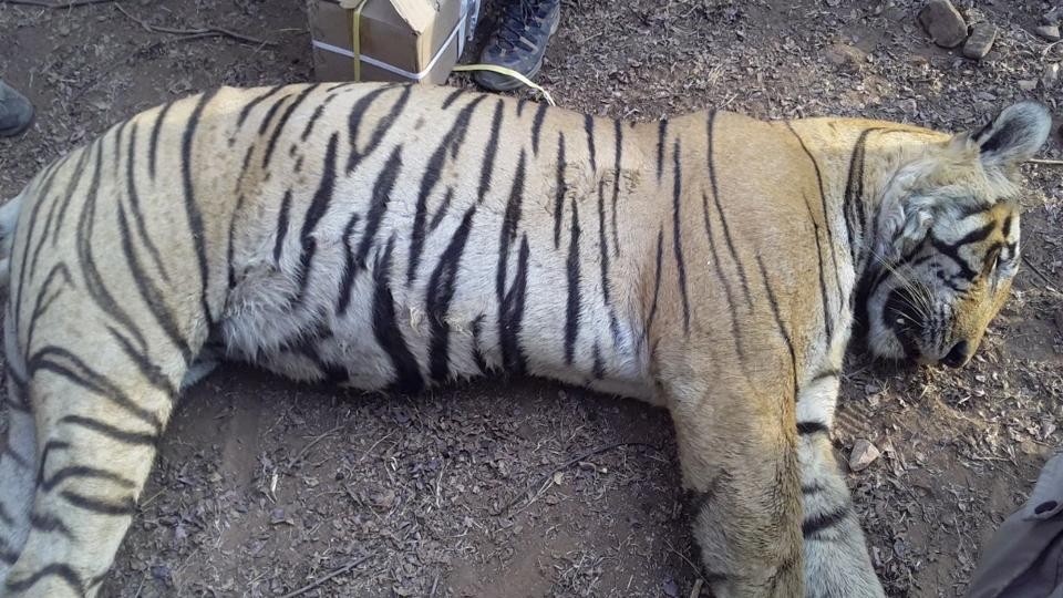 star T28 dead ranthambore