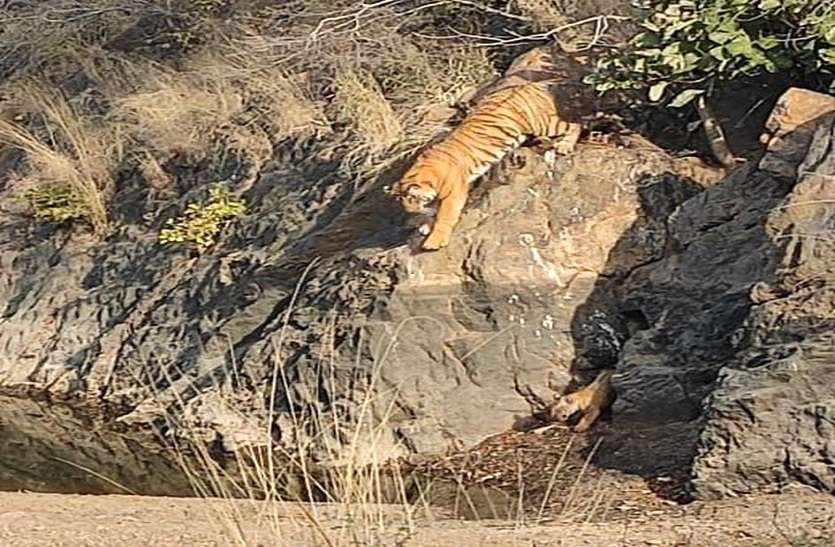 t-60 with cubs