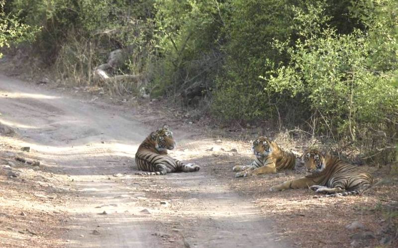 t60 with cubs blog image
