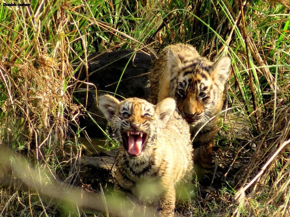 tiger cub by danish alam