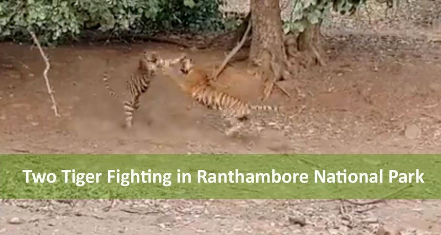 tiger fight in ranthambore national park