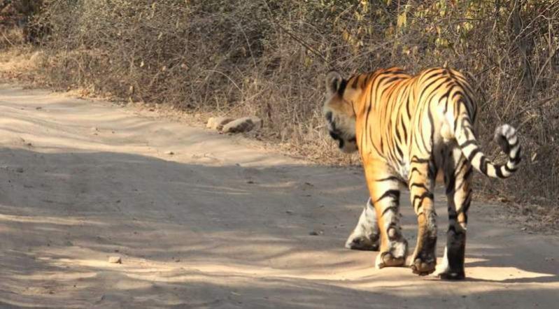 tiger footprint in Ranthambore