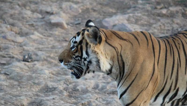 tigress T-84