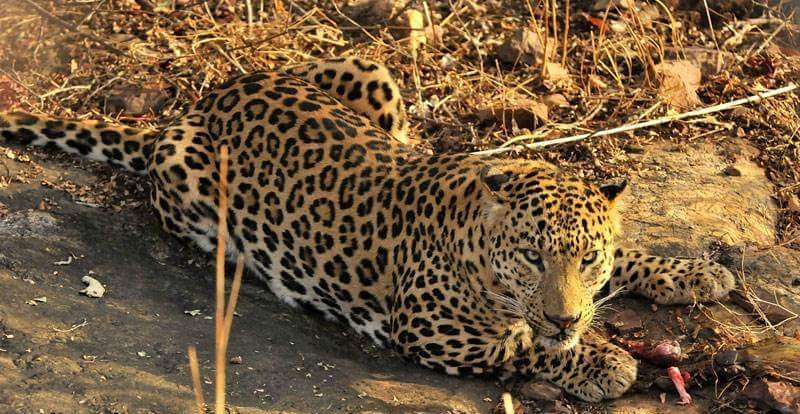 panther-in-Ranthambore