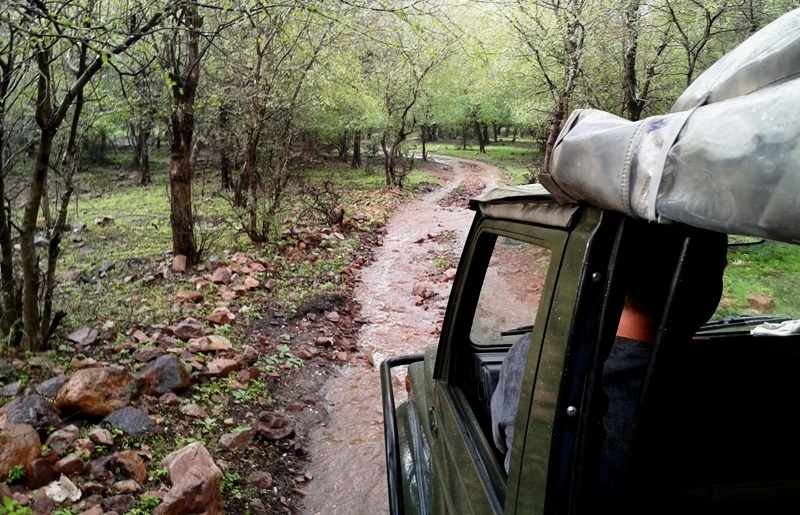 Ranthambore Jeep safari in Monsoon