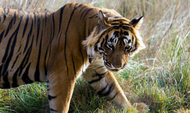 Is really Ustad T24 a Man-Eater?