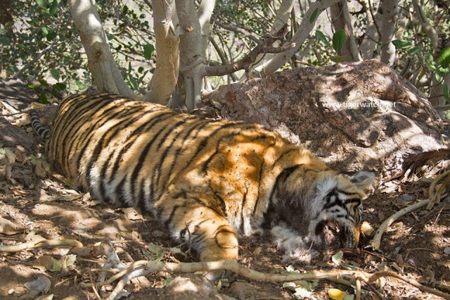 Tiger cub found dead in Ranthambore National Park