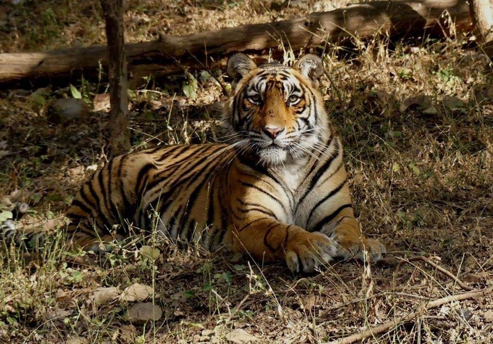 Tigress T107 aka Sultana Ranthambore 