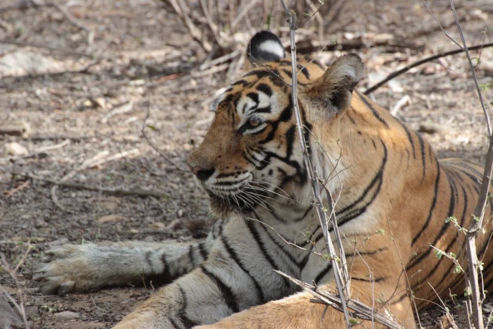 Machali-Ranthambore-tigress