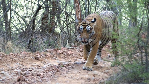News-Demand-for-shifting-of-Tigers-of-Ranthambore-Reserve