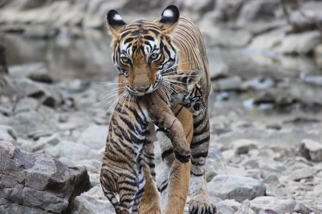 New Tiger Cubs in Ranthambore Tiger Reserve