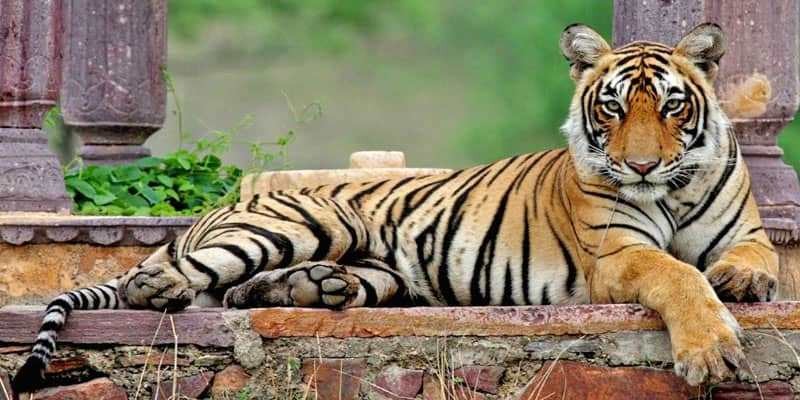 Ranthambore National Park Open News