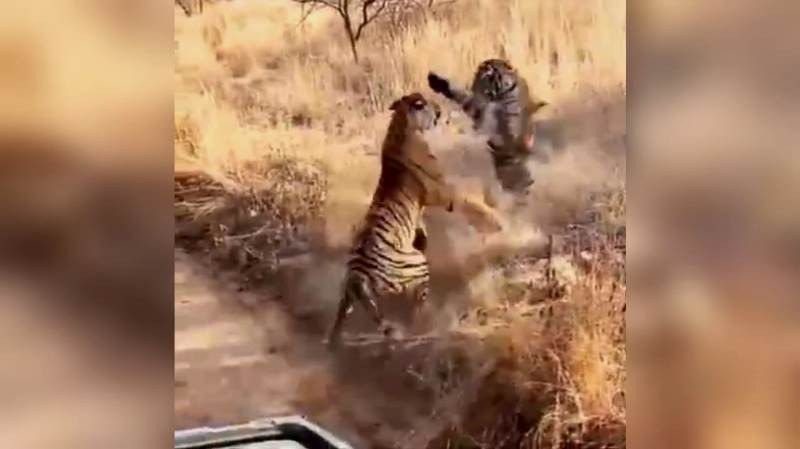 Ranthambore-Tiger-Fight