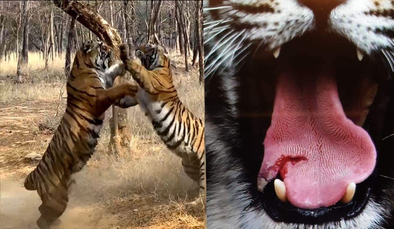 Tigress Riddhi injured in territorial fight in Ranthambore, tigress was rescued by stitching on tongue