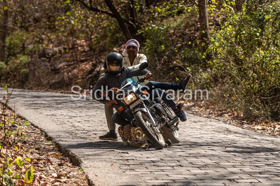 Leopard hit with bike in Ranthambore