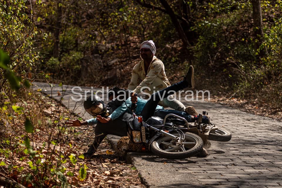 Bike riders falls over a leopard in Ranthambore