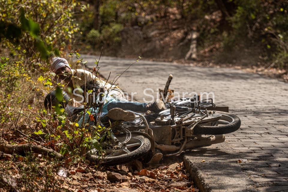 Devotees returning from Ganesh temple in Ranthambore collided with leopards