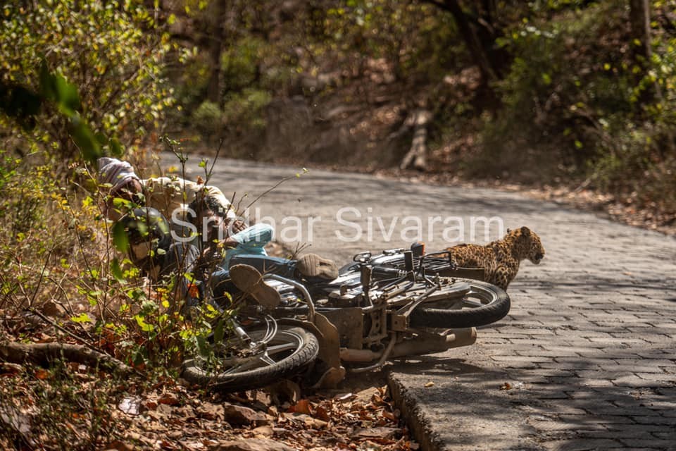 bike rider suddenly hit with the leopard, screamed out of fear and the leopard fled