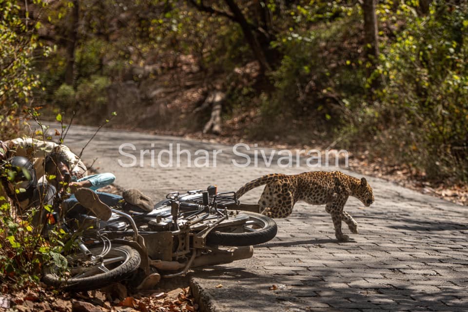 In Ranthambore, the leopard went after a sudden collision with a bike.