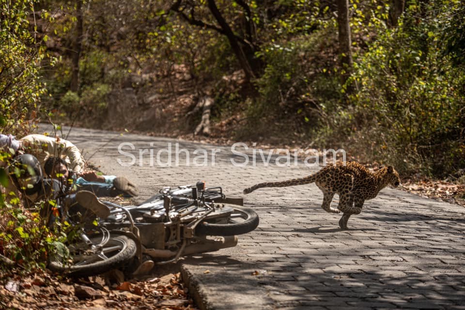 The leopard escaped after saving his life in Ranthambore after suddenly hitting the bike rider.