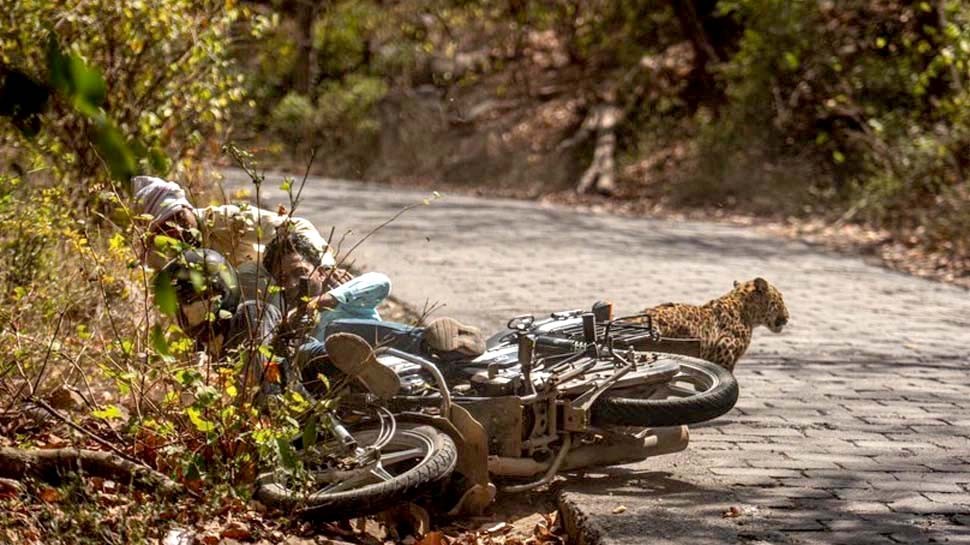 Leopard hit with bike of devotees inside Ranthambore Park
