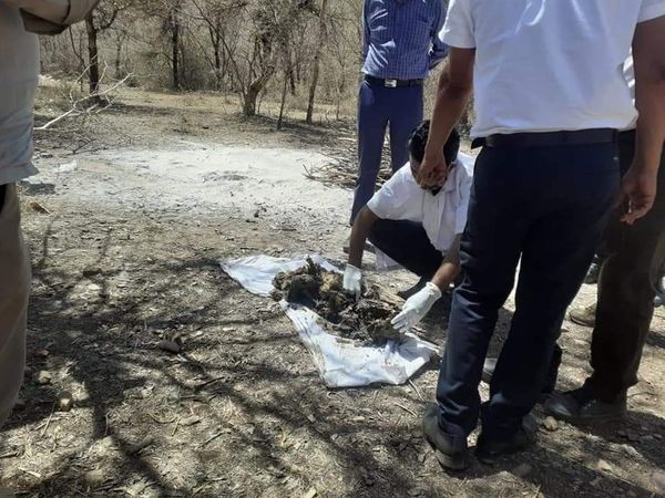 Ranthambore tigress t60 dead cub