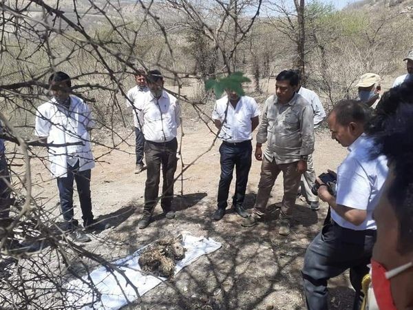 Tigress T60 cub found dead Ranthambore