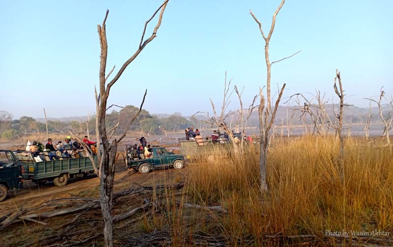 Ranthambore Jungle Safari