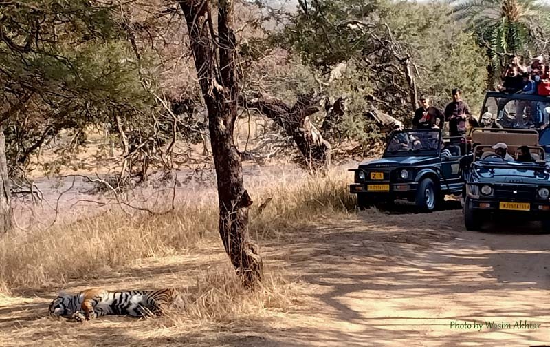 Ranthambore Tiger Safari