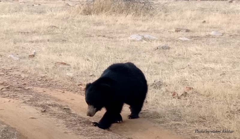 Bear in Ranthambore Tiger Reserve