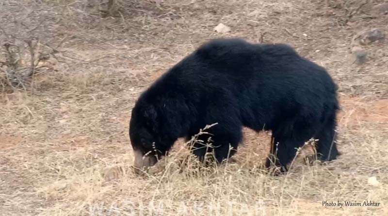 Sloth Bear in Ranthambore National Park