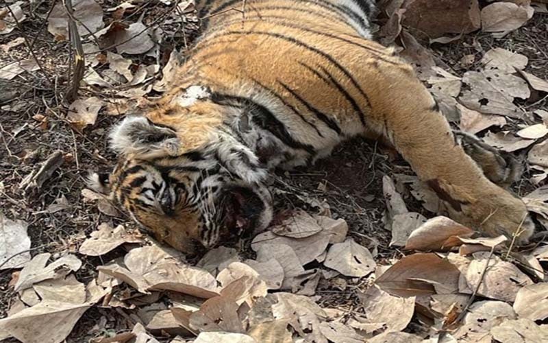 Dead cub of tigress T 102 in Ranthambore