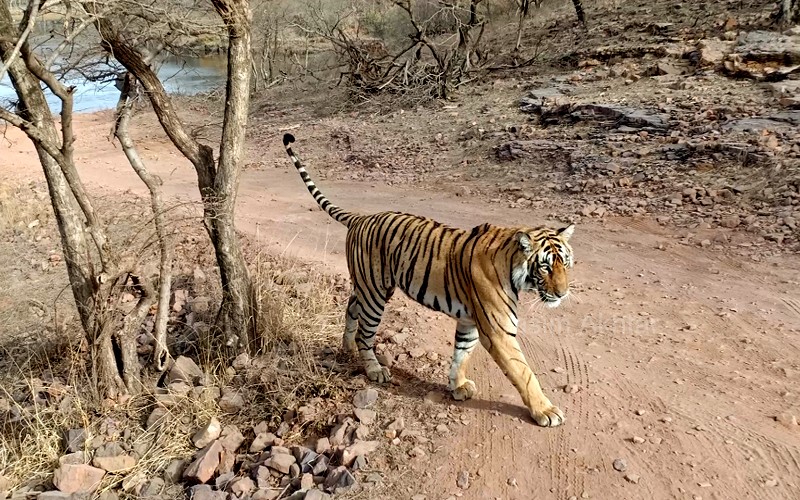 Tigress " Riddhi" T -124 Ranthambhore National Park ( Photo by Wasim Akhtar)