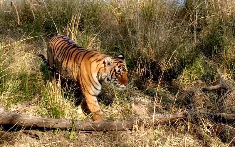 Tigress T 124 Ranthambhore 