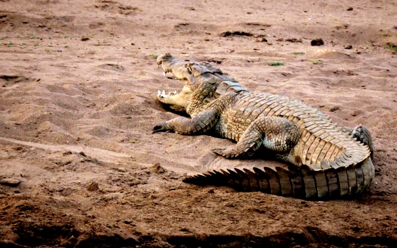 Ranthambore-Crocodile