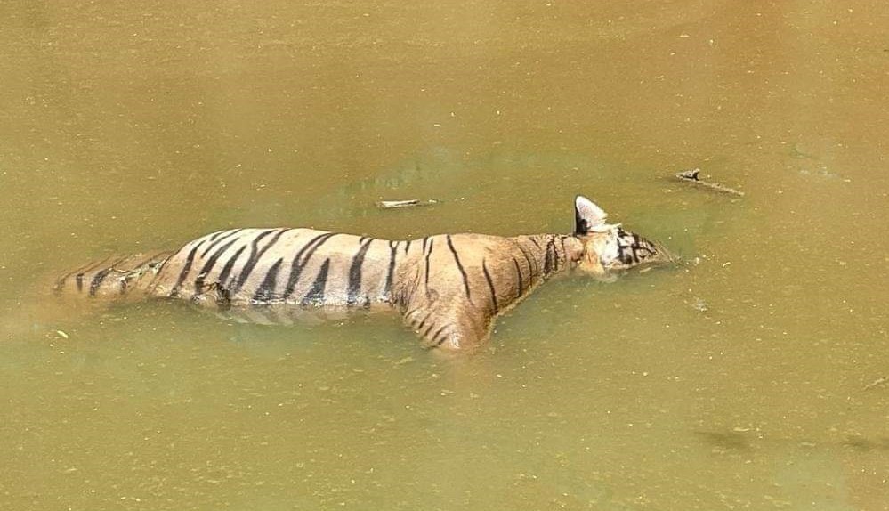 Male Tiger T 65 dead in ranthambore