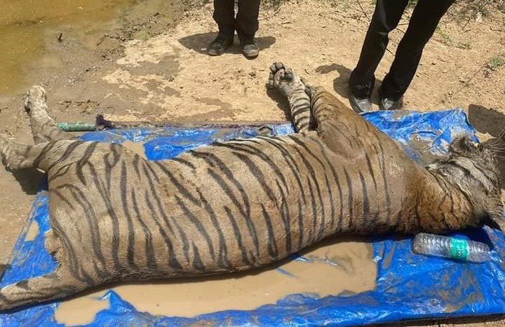 Tiger T 65 dead in ranthambore