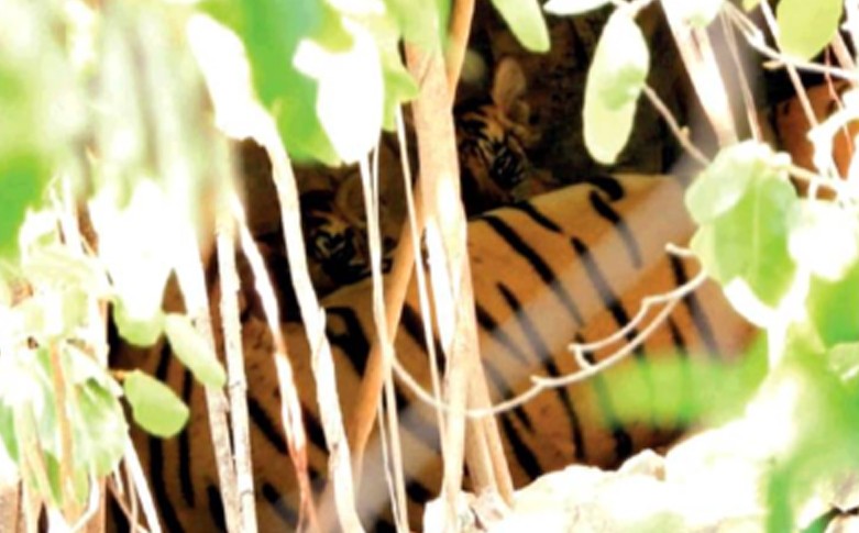 Tigress Arrowhead with her newborn cubs in Ranthambore on Tuesday