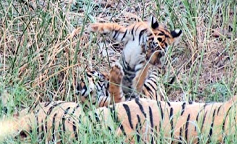 Tigress Arrowhead with cubs in Ranthambore