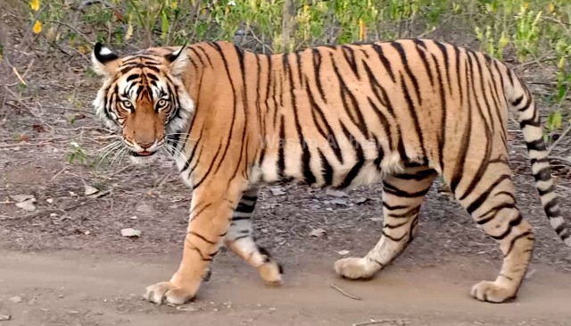 World Tiger Day: The clan of tigers is increasing continuously in Ranthambore National Park