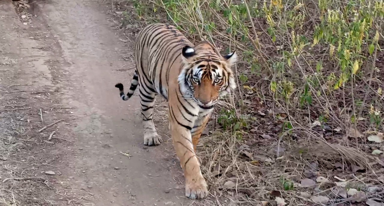 Ranthambhore National Park Tigress 