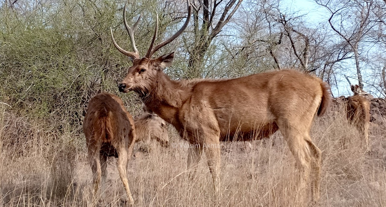 Sambar Deer in ranthambore National Park