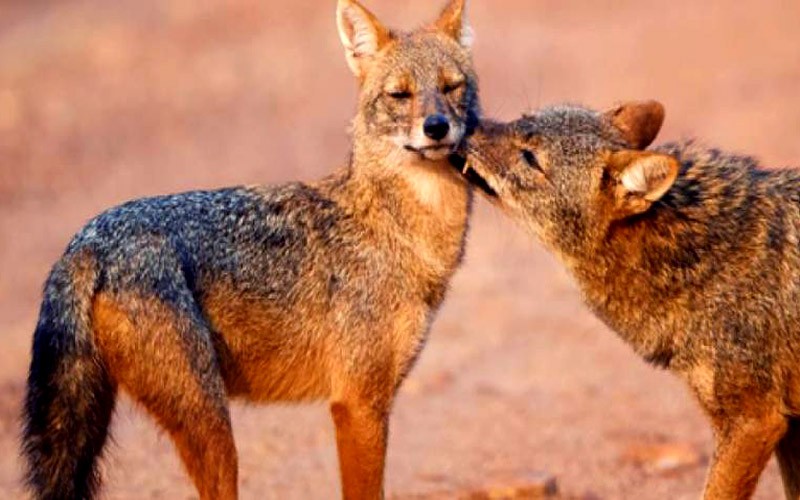 Wolves in Kaila Devi Wildlife Sanctuary