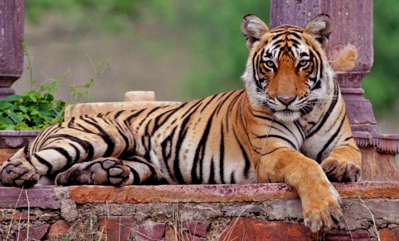 Tigress-Machli-ranthambore