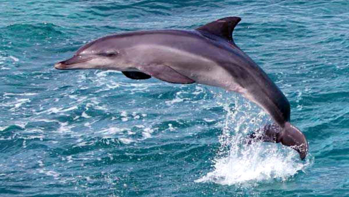 Gangetic-Dolphin