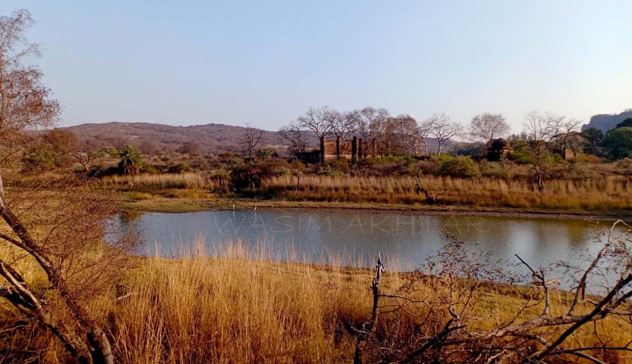 Ranthambore National Park, Rajasthan India